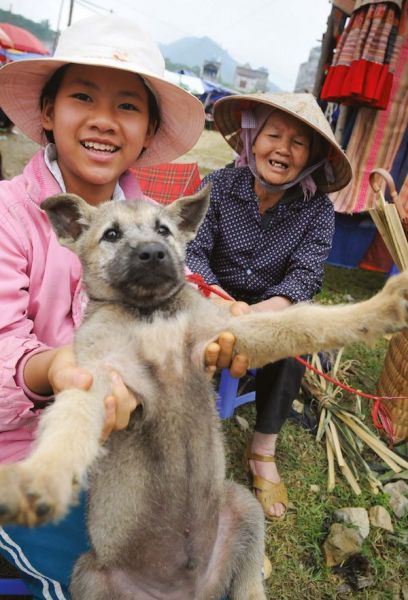 Cachorros para comida. Mercado Bacha, Vietnam, 2009 “Esta perrita nunca había sido querida o admirada por ningún ser humano. Nunca movió su cola ni intentó caminar. En cambio, al igual que ocurre con muchos ‘animales para consumo’, cuando nos mira a la cara, podemos sentir una emoción: el miedo”.