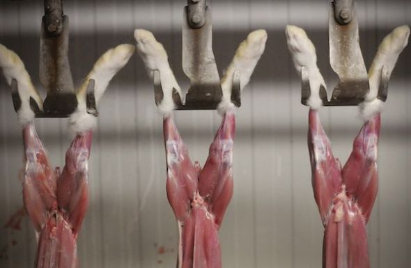 El siguiente en la cadena de matanza, pequeño matadero, España, 2010. Después de enfrentarnos a la mirada de un conejo, aún vivo, a punto de ser matado, en la foto siguiente el conejo forma parte ya de la cadena. “Este matadero compra cada conejo vivo por 1,35 euros y vende su cuerpo por 3,10 euros, lo que supone un margen de casi el 250%. Antes de matarlos, a los setenta días de vida, se transporta a los conejos en pequeñas jaulas apiladas hasta el matadero y a veces pasan una noche en estas jaulas (que normalmente suelen apilarse hasta una altura de seis) sin comida ni agua”.